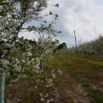 01.05.2016 Święto Wiśni Nadwiślanki w gminie Ożarów / Teresa Czajkowska / Radio Kielce