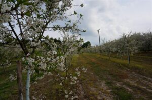 01.05.2016 Święto Wiśni Nadwiślanki w gminie Ożarów / Teresa Czajkowska / Radio Kielce