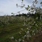 01.05.2016 Święto Wiśni Nadwiślanki w gminie Ożarów / Teresa Czajkowska / Radio Kielce