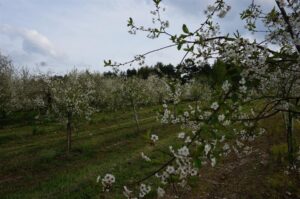 01.05.2016 Święto Wiśni Nadwiślanki w gminie Ożarów / Teresa Czajkowska / Radio Kielce