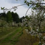 01.05.2016 Święto Wiśni Nadwiślanki w gminie Ożarów / Teresa Czajkowska / Radio Kielce