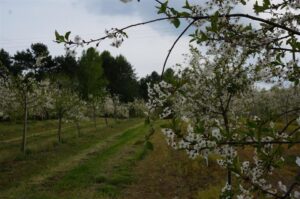 01.05.2016 Święto Wiśni Nadwiślanki w gminie Ożarów / Teresa Czajkowska / Radio Kielce