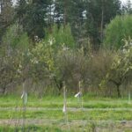 01.05.2016 Święto Wiśni Nadwiślanki w gminie Ożarów / Teresa Czajkowska / Radio Kielce