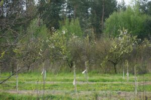 01.05.2016 Święto Wiśni Nadwiślanki w gminie Ożarów / Teresa Czajkowska / Radio Kielce