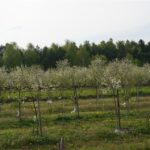 01.05.2016 Święto Wiśni Nadwiślanki w gminie Ożarów / Teresa Czajkowska / Radio Kielce