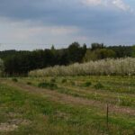 01.05.2016 Święto Wiśni Nadwiślanki w gminie Ożarów / Teresa Czajkowska / Radio Kielce