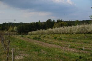 01.05.2016 Święto Wiśni Nadwiślanki w gminie Ożarów / Teresa Czajkowska / Radio Kielce