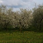 01.05.2016 Święto Wiśni Nadwiślanki w gminie Ożarów / Teresa Czajkowska / Radio Kielce