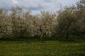 01.05.2016 Święto Wiśni Nadwiślanki w gminie Ożarów / Teresa Czajkowska / Radio Kielce