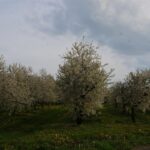 01.05.2016 Święto Wiśni Nadwiślanki w gminie Ożarów / Teresa Czajkowska / Radio Kielce