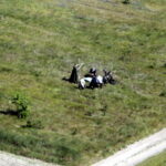 24.05.2016 Centrum Przygotowań do Misji Zagranicznych zorganizowało międzynarodowy kurs obserwatorów misji pokojowych ONZ. / Wojsko Polskie