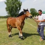 29.05.2016 Ożarów. 7. Młodzieżowy Czempionat Koni Rasy Zimnokrwistej. Ocenianie klaczy / Wojciech Habdas / Radio Kielce