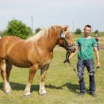 29.05.2016 Ożarów. 7. Młodzieżowy Czempionat Koni Rasy Zimnokrwistej. Ocenianie klaczy / Wojciech Habdas / Radio Kielce