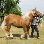 29.05.2016 Ożarów. 7. Młodzieżowy Czempionat Koni Rasy Zimnokrwistej. Ocenianie klaczy / Wojciech Habdas / Radio Kielce