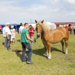 29.05.2016 Ożarów. 7. Młodzieżowy Czempionat Koni Rasy Zimnokrwistej. Ocenianie klaczy / Wojciech Habdas / Radio Kielce