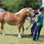 29.05.2016 Ożarów. 7. Młodzieżowy Czempionat Koni Rasy Zimnokrwistej. Ocenianie klaczy / Wojciech Habdas / Radio Kielce