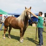 29.05.2016 Ożarów. 7. Młodzieżowy Czempionat Koni Rasy Zimnokrwistej. Ocenianie klaczy / Wojciech Habdas / Radio Kielce