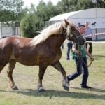 29.05.2016 Ożarów. 7. Młodzieżowy Czempionat Koni Rasy Zimnokrwistej. Ocenianie klaczy / Wojciech Habdas / Radio Kielce