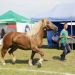 29.05.2016 Ożarów. 7. Młodzieżowy Czempionat Koni Rasy Zimnokrwistej. Ocenianie klaczy / Wojciech Habdas / Radio Kielce