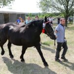 29.05.2016 Ożarów. 7. Młodzieżowy Czempionat Koni Rasy Zimnokrwistej. Ocenianie klaczy / Wojciech Habdas / Radio Kielce