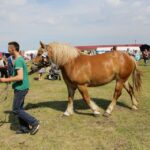 29.05.2016 Ożarów. 7. Młodzieżowy Czempionat Koni Rasy Zimnokrwistej. Ocenianie klaczy / Wojciech Habdas / Radio Kielce