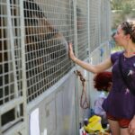 29.05.2016 Ożarów. 7. Młodzieżowy Czempionat Koni Rasy Zimnokrwistej. Ocenianie klaczy / Wojciech Habdas / Radio Kielce