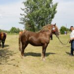 29.05.2016 Ożarów. 7. Młodzieżowy Czempionat Koni Rasy Zimnokrwistej. Ocenianie klaczy / Wojciech Habdas / Radio Kielce