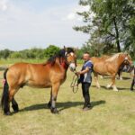 29.05.2016 Ożarów. 7. Młodzieżowy Czempionat Koni Rasy Zimnokrwistej. Ocenianie klaczy / Wojciech Habdas / Radio Kielce