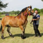 29.05.2016 Ożarów. 7. Młodzieżowy Czempionat Koni Rasy Zimnokrwistej. Ocenianie klaczy / Wojciech Habdas / Radio Kielce