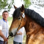 29.05.2016 Ożarów. 7. Młodzieżowy Czempionat Koni Rasy Zimnokrwistej. Prezentacja i nagradzanie klaczy 2-letnich / Wojciech Habdas / Radio Kielce