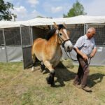 29.05.2016 Ożarów. 7. Młodzieżowy Czempionat Koni Rasy Zimnokrwistej. Prezentacja i nagradzanie klaczy 2-letnich / Wojciech Habdas / Radio Kielce