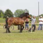 29.05.2016 Ożarów. 7. Młodzieżowy Czempionat Koni Rasy Zimnokrwistej. Prezentacja i nagradzanie klaczy 2-letnich / Wojciech Habdas / Radio Kielce