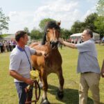 29.05.2016 Ożarów. 7. Młodzieżowy Czempionat Koni Rasy Zimnokrwistej. Prezentacja i nagradzanie klaczy 2-letnich / Wojciech Habdas / Radio Kielce