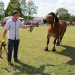 29.05.2016 Ożarów. 7. Młodzieżowy Czempionat Koni Rasy Zimnokrwistej. Prezentacja i nagradzanie klaczy 2-letnich / Wojciech Habdas / Radio Kielce