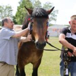 29.05.2016 Ożarów. 7. Młodzieżowy Czempionat Koni Rasy Zimnokrwistej. Prezentacja i nagradzanie klaczy 2-letnich / Wojciech Habdas / Radio Kielce