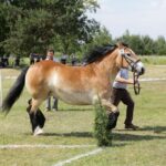 29.05.2016 Ożarów. 7. Młodzieżowy Czempionat Koni Rasy Zimnokrwistej. Prezentacja i nagradzanie klaczy 2-letnich / Wojciech Habdas / Radio Kielce