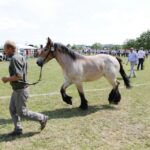 29.05.2016 Ożarów. 7. Młodzieżowy Czempionat Koni Rasy Zimnokrwistej. Prezentacja i nagradzanie klaczy 2-letnich / Wojciech Habdas / Radio Kielce