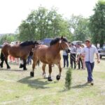29.05.2016 Ożarów. 7. Młodzieżowy Czempionat Koni Rasy Zimnokrwistej. Prezentacja i nagradzanie klaczy 2-letnich / Wojciech Habdas / Radio Kielce