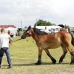 29.05.2016 Ożarów. 7. Młodzieżowy Czempionat Koni Rasy Zimnokrwistej. Prezentacja i nagradzanie klaczy 2-letnich / Wojciech Habdas / Radio Kielce