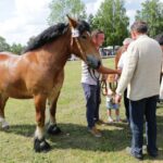 29.05.2016 Ożarów. 7. Młodzieżowy Czempionat Koni Rasy Zimnokrwistej. Prezentacja i nagradzanie klaczy 2-letnich / Wojciech Habdas / Radio Kielce