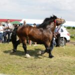 29.05.2016 Ożarów. 7. Młodzieżowy Czempionat Koni Rasy Zimnokrwistej. Prezentacja i nagradzanie klaczy 2-letnich / Wojciech Habdas / Radio Kielce