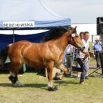 29.05.2016 Ożarów. 7. Młodzieżowy Czempionat Koni Rasy Zimnokrwistej. Prezentacja i nagradzanie klaczy 2-letnich / Wojciech Habdas / Radio Kielce
