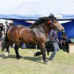 29.05.2016 Ożarów. 7. Młodzieżowy Czempionat Koni Rasy Zimnokrwistej. Prezentacja i nagradzanie klaczy 2-letnich / Wojciech Habdas / Radio Kielce