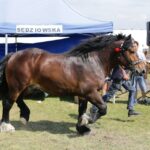 29.05.2016 Ożarów. 7. Młodzieżowy Czempionat Koni Rasy Zimnokrwistej. Prezentacja i nagradzanie klaczy 2-letnich / Wojciech Habdas / Radio Kielce
