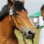 29.05.2016 Ożarów. 7. Młodzieżowy Czempionat Koni Rasy Zimnokrwistej. Prezentacja i nagradzanie klaczy 2-letnich / Wojciech Habdas / Radio Kielce