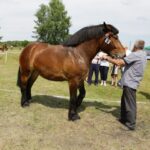 29.05.2016 Ożarów. 7. Młodzieżowy Czempionat Koni Rasy Zimnokrwistej. Prezentacja i nagradzanie klaczy 2-letnich / Wojciech Habdas / Radio Kielce