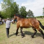 29.05.2016 Ożarów. 7. Młodzieżowy Czempionat Koni Rasy Zimnokrwistej. Prezentacja i nagradzanie klaczy 2-letnich / Wojciech Habdas / Radio Kielce