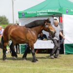 29.05.2016 Ożarów. 7. Młodzieżowy Czempionat Koni Rasy Zimnokrwistej. Prezentacja i nagradzanie klaczy 2-letnich / Wojciech Habdas / Radio Kielce