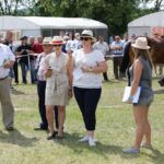 29.05.2016 Ożarów. 7. Młodzieżowy Czempionat Koni Rasy Zimnokrwistej. Prezentacja i nagradzanie klaczy 2-letnich / Wojciech Habdas / Radio Kielce