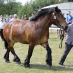 29.05.2016 Ożarów. 7. Młodzieżowy Czempionat Koni Rasy Zimnokrwistej. Prezentacja i nagradzanie klaczy 2-letnich / Wojciech Habdas / Radio Kielce